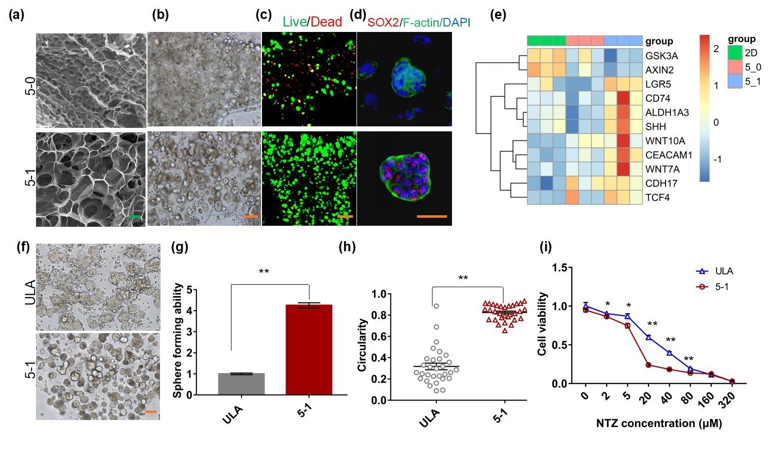 20220322-beat365官方唯一入口熊卓、张婷团队研发一种用于肿瘤药物筛选的结直肠癌干细胞高效诱导新模型-机械系-三维打印的杂化水凝胶具有诱导富集CSCs的特性,其诱导的CSCs球可作为靶向CSCs药物筛选模型。 (a-c)杂化水凝胶具有良好的孔隙率和生物相容性;(d-e)杂化水凝胶来源细胞微球的干性增强;(f-i)杂化水凝胶诱导富集的干细胞球更多、更均一且对靶向CSCs药物更加敏感。.jpg