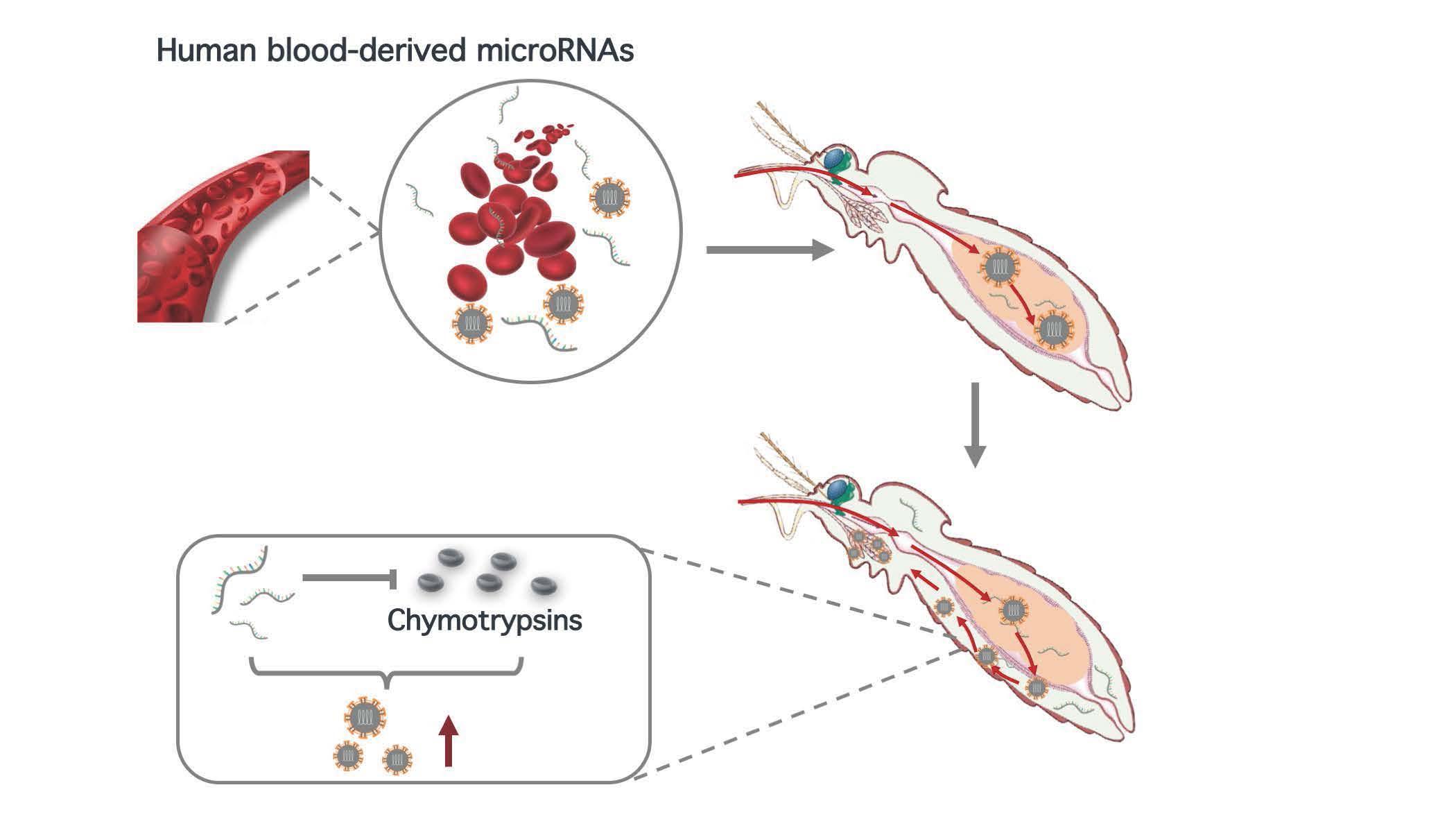 2021-12-14-科研成果-beat365官方唯一入口医学院程功实验室-Cell Reports.jpg 2021-12-14-科研成果-beat365官方唯一入口医学院程功实验室-Cell Reports.jpg