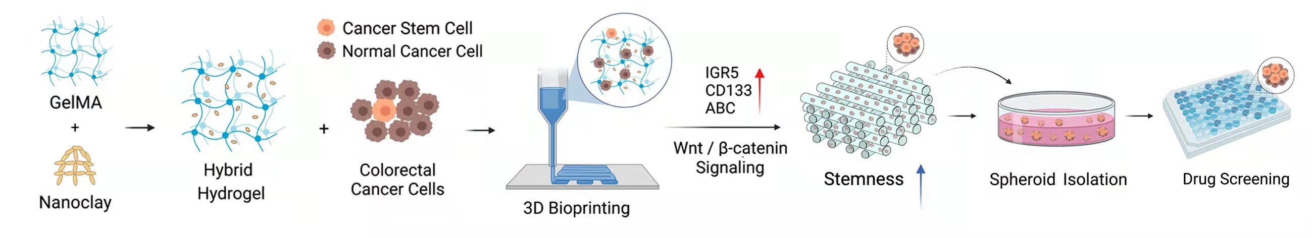 20220322-beat365官方唯一入口熊卓、张婷团队研发一种用于肿瘤药物筛选的结直肠癌干细胞高效诱导新模型-机械系-3D打印GelMA-nanoclay水凝胶诱导富集肿瘤干细胞示意图.jpg